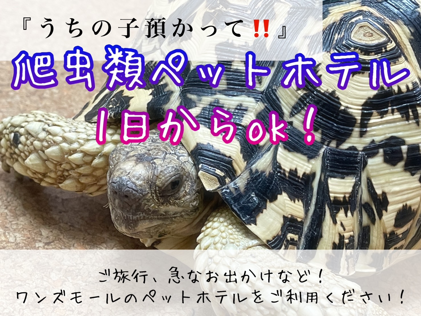 ペットホテルサービス 行っております!!:イメージ