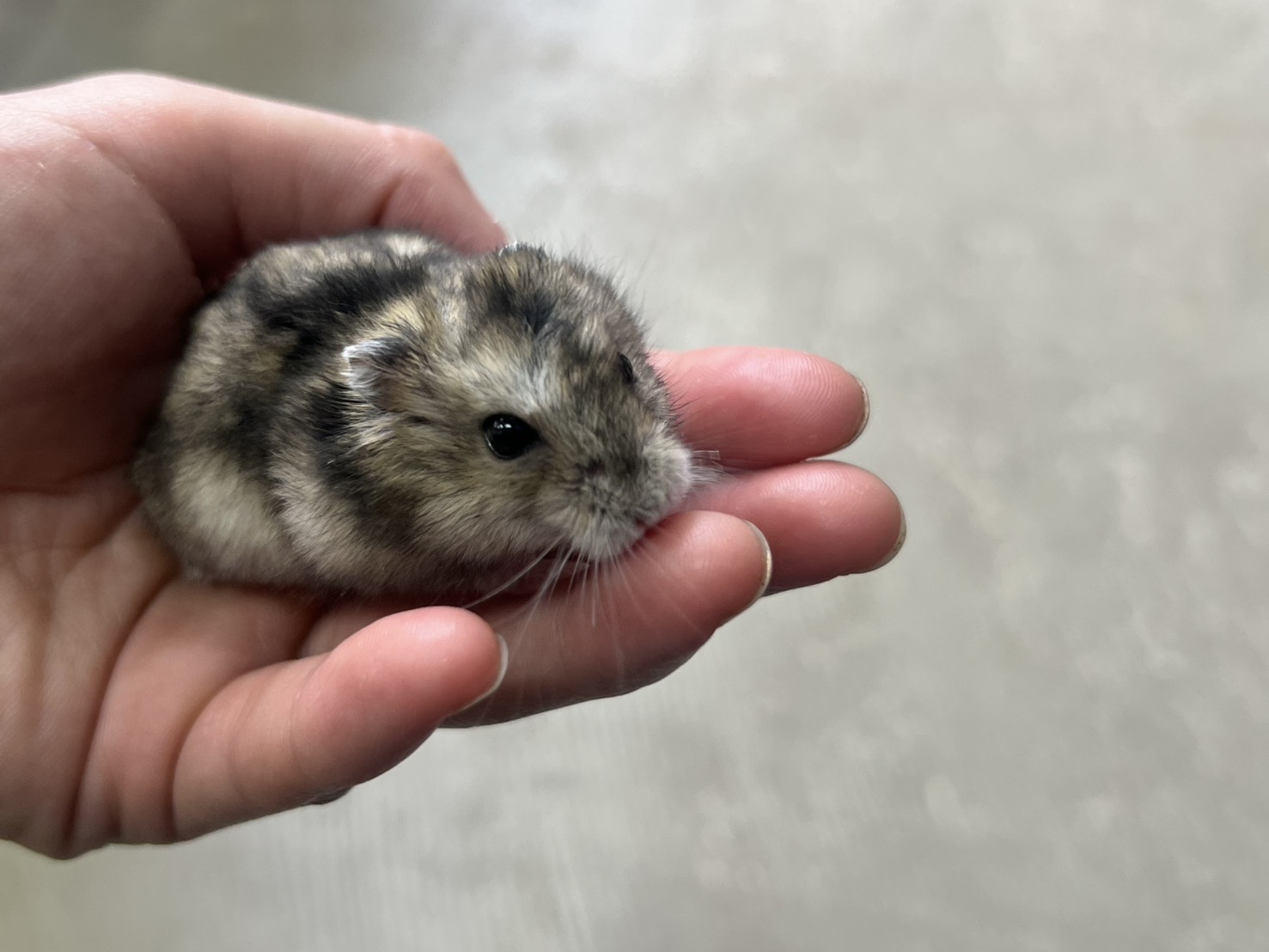 ３階　爬虫類ショップkenny　ハムスターも入荷!!:イメージ