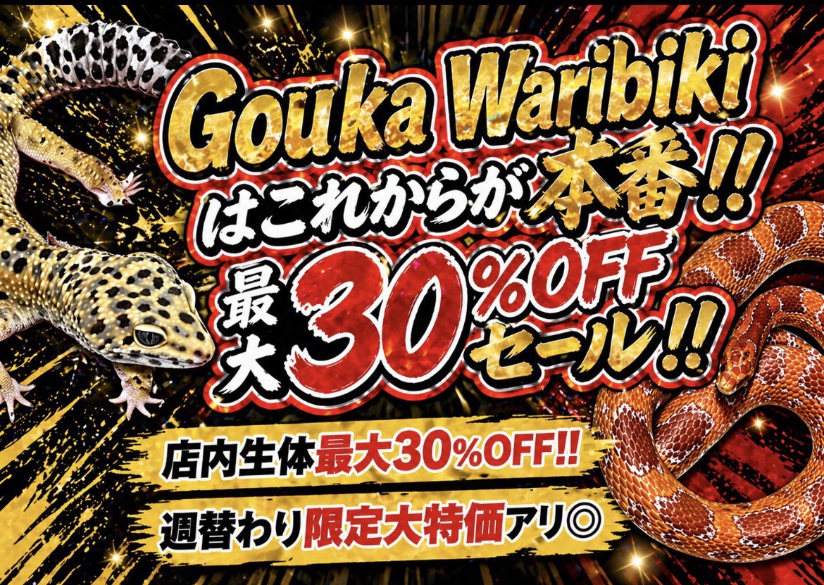 GW　生体最大30%OFF  !!　大特価セール開催中　!!:イメージ